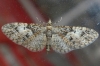 Eupithecia dodoneata (Guene, 1858)