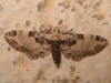 Eupithecia extremata (Fabricius, 1787)