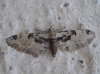 Eupithecia extremata (Fabricius, 1787)