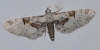 Eupithecia extremata (Fabricius, 1787)