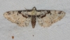 Eupithecia extremata (Fabricius, 1787)