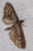 Eupithecia gemellata (Herrich-Schffer, 1861)