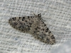 Eupithecia gemellata (Herrich-Schffer, 1861)