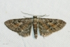 Eupithecia icterata (Villers, 1789)