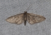 Eupithecia indigata (Hbner, 1813)