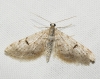 Eupithecia indigata (Hbner, 1813)