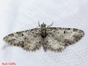 Eupithecia irriguata (Hbner, 1813)