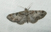 Eupithecia laquaearia (Herrich-Schffer, 1848)
