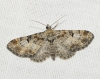 Eupithecia laquaearia (Herrich-Schffer, 1848)