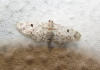 Eupithecia limbata (Staudinger, 1879)