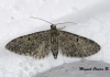 Eupithecia massiliata (Millire, 1865)