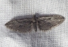 Eupithecia oxycedrata (Rambur, 1833)