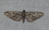 Eupithecia oxycedrata (Rambur, 1833)