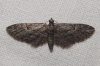 Eupithecia oxycedrata (Rambur, 1833)