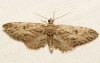 Eupithecia oxycedrata (Rambur, 1833)