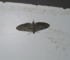 Eupithecia oxycedrata (Rambur, 1833)