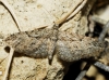 Eupithecia oxycedrata (Rambur, 1833)