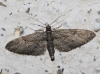 Eupithecia oxycedrata (Rambur, 1833)