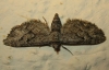 Eupithecia pusillata (Denis & Schiffermller, 1775)