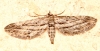 Eupithecia rosmarinata (Millire, 1865)