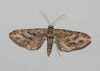 Eupithecia santolinata (Mabille, 1871)