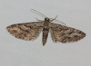 Eupithecia santolinata (Mabille, 1871)