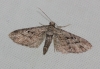 Eupithecia santolinata (Mabille, 1871)