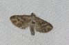 Eupithecia santolinata (Mabille, 1871)