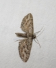 Eupithecia santolinata (Mabille, 1871)