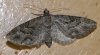 Eupithecia santolinata (Mabille, 1871)