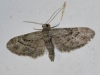 Eupithecia santolinata (Mabille, 1871)