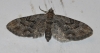 Eupithecia santolinata (Mabille, 1871)