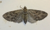 Eupithecia santolinata (Mabille, 1871)