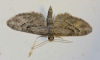 Eupithecia santolinata (Mabille, 1871)