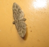 Eupithecia santolinata (Mabille, 1871)