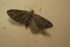 Eupithecia santolinata (Mabille, 1871)