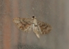 Eupithecia santolinata (Mabille, 1871)