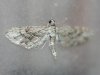 Eupithecia santolinata (Mabille, 1871)