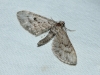 Eupithecia santolinata (Mabille, 1871)