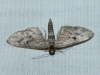 Eupithecia santolinata (Mabille, 1871)