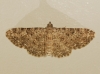 Eupithecia semigraphata (Bruand, 1850)