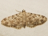 Eupithecia semigraphata (Bruand, 1850)