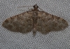 Eupithecia semigraphata (Bruand, 1850)
