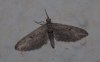 Eupithecia sp