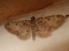 Eupithecia sp.
