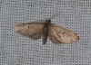 Eupithecia sp.