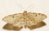 Eupithecia sp.