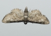 Eupithecia sp.
