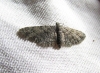 Eupithecia sp.