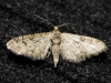 Eupithecia sp.